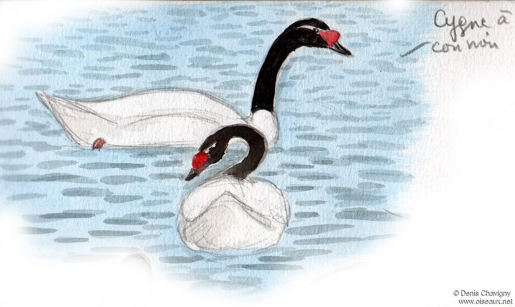 Black-necked Swanadult, habitat