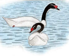 Black-necked Swan