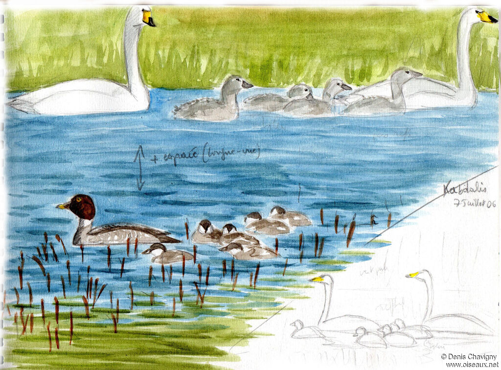 Whooper Swan, habitat, Reproduction-nesting