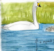 Whooper Swan