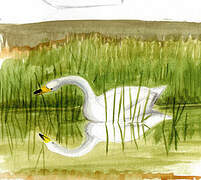 Whooper Swan