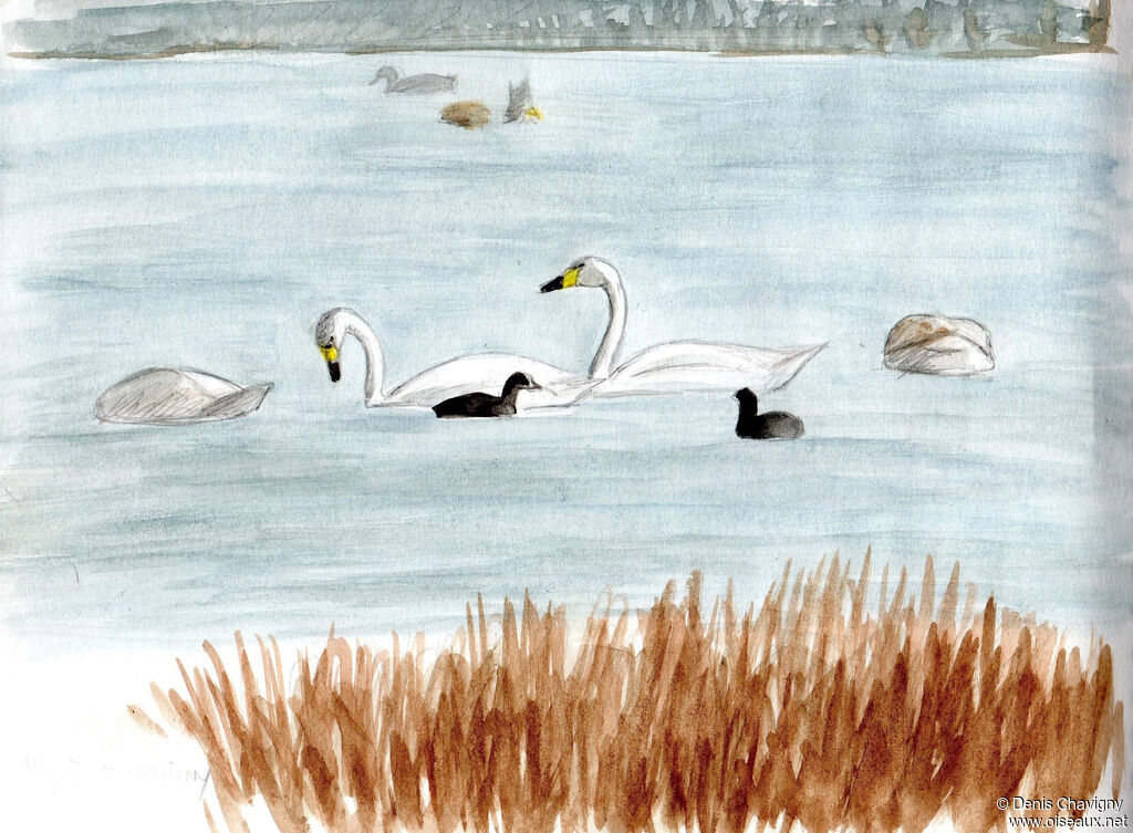 Cygne de Bewickadulte, habitat