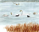 Cygne de Bewick