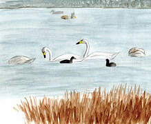 Tundra Swan