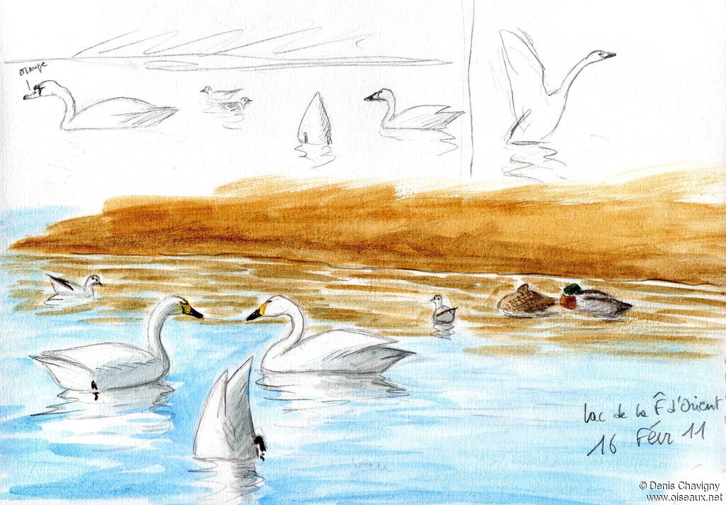 Tundra Swan, habitat