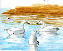 Tundra Swan