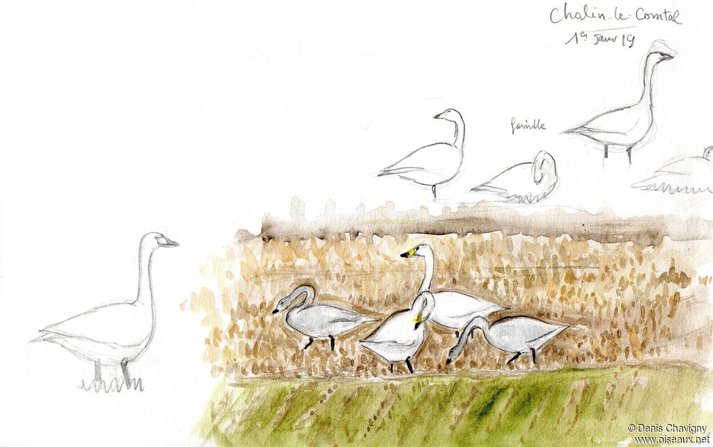 Cygne de Bewick, habitat