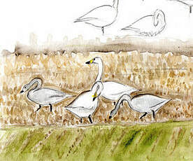 Cygne de Bewick