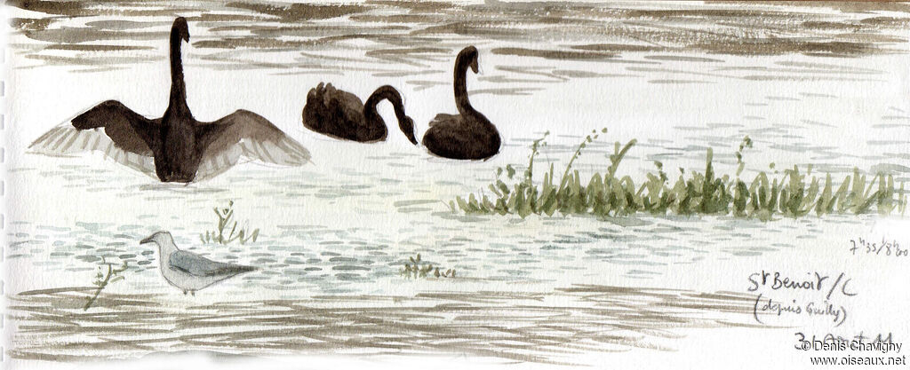 Black Swan, habitat