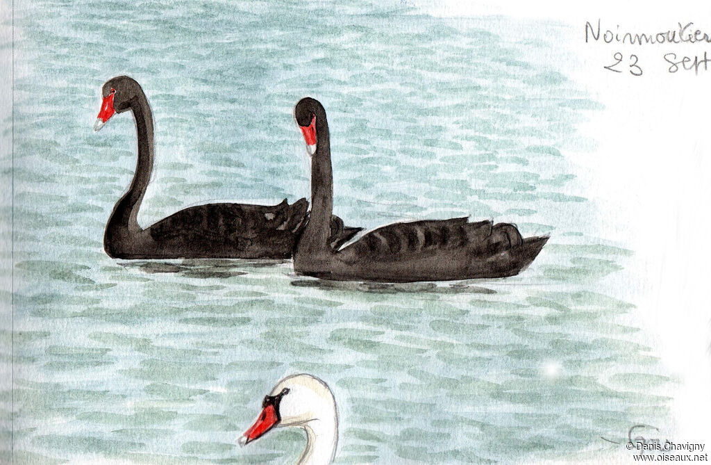 Black Swanadult, habitat