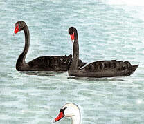 Black Swan