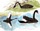 Cygne noir