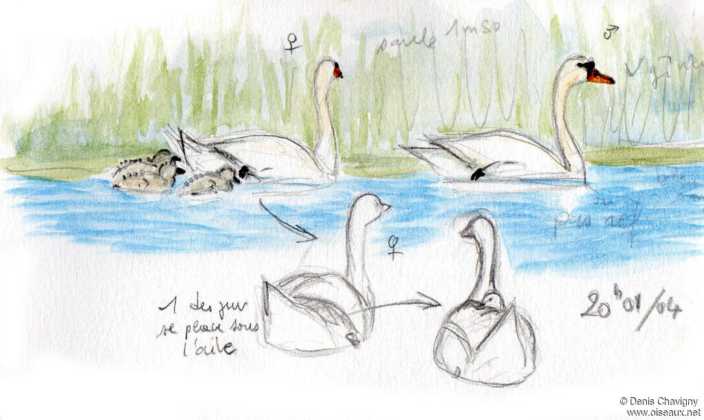 Mute Swan, Reproduction-nesting