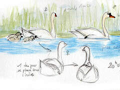 Mute Swan