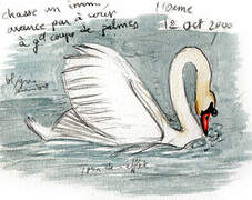 Mute Swan