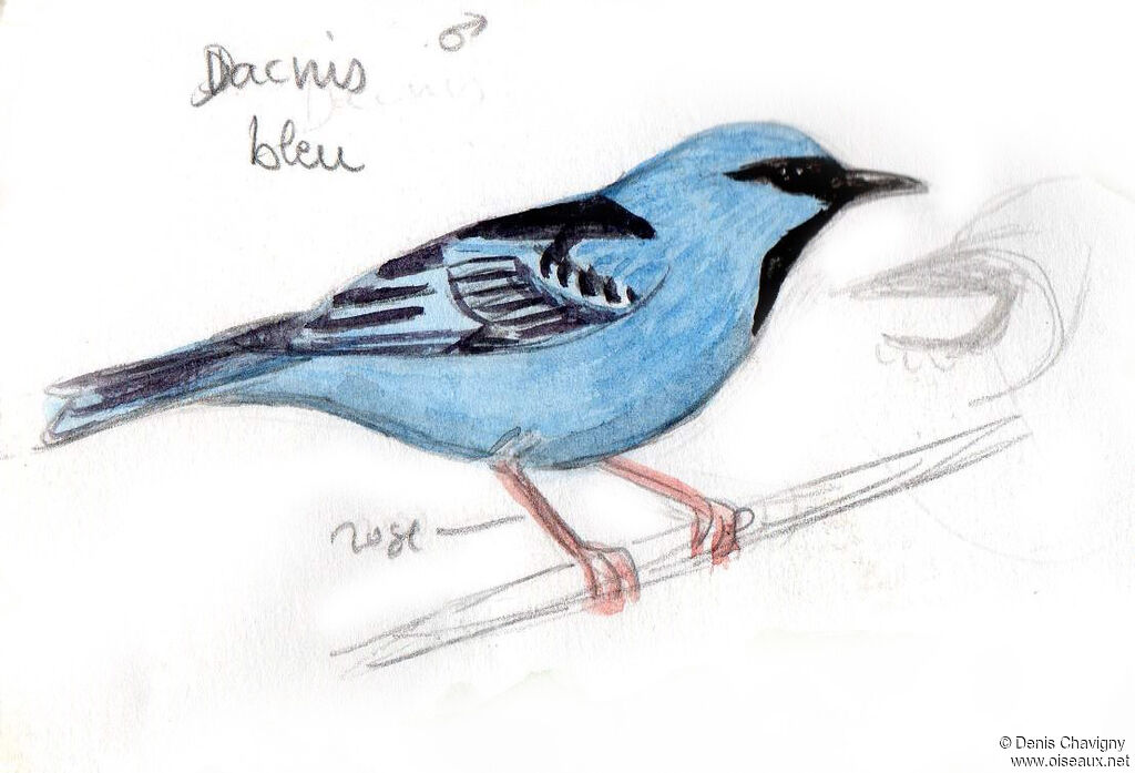 Blue Dacnis male adult, identification