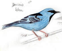 Blue Dacnis