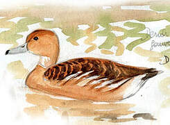 Fulvous Whistling Duck