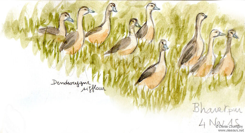 Lesser Whistling Duck, habitat