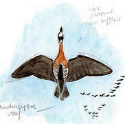 White-faced Whistling Duck