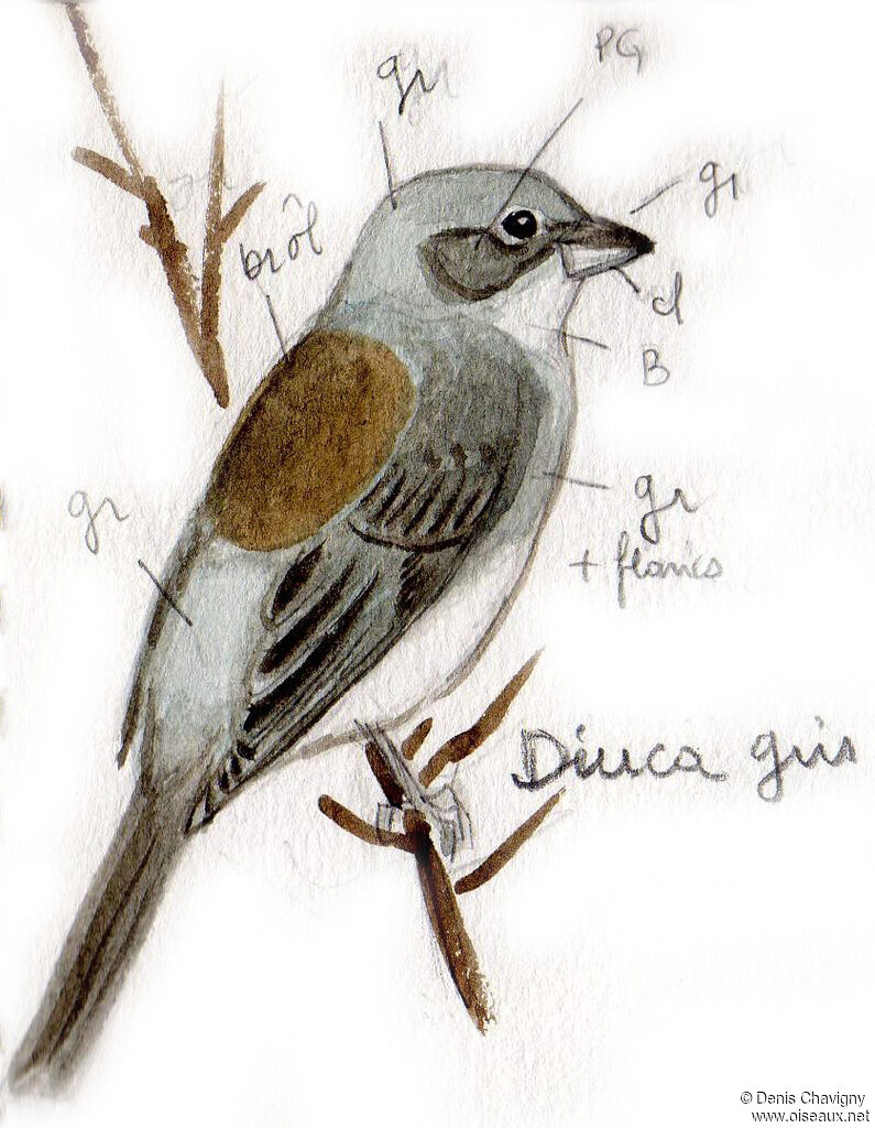 Diuca Finch, identification