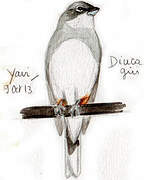 Diuca Finch