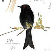 Fork-tailed Drongo