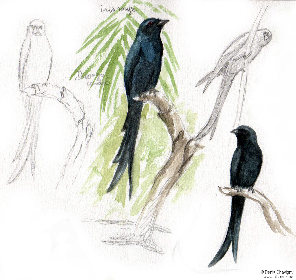 Drongo cendréadulte, identification