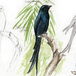 Drongo cendré