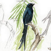 Ashy Drongo