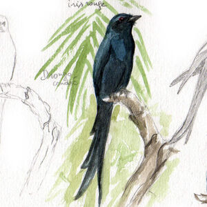 Drongo cendré