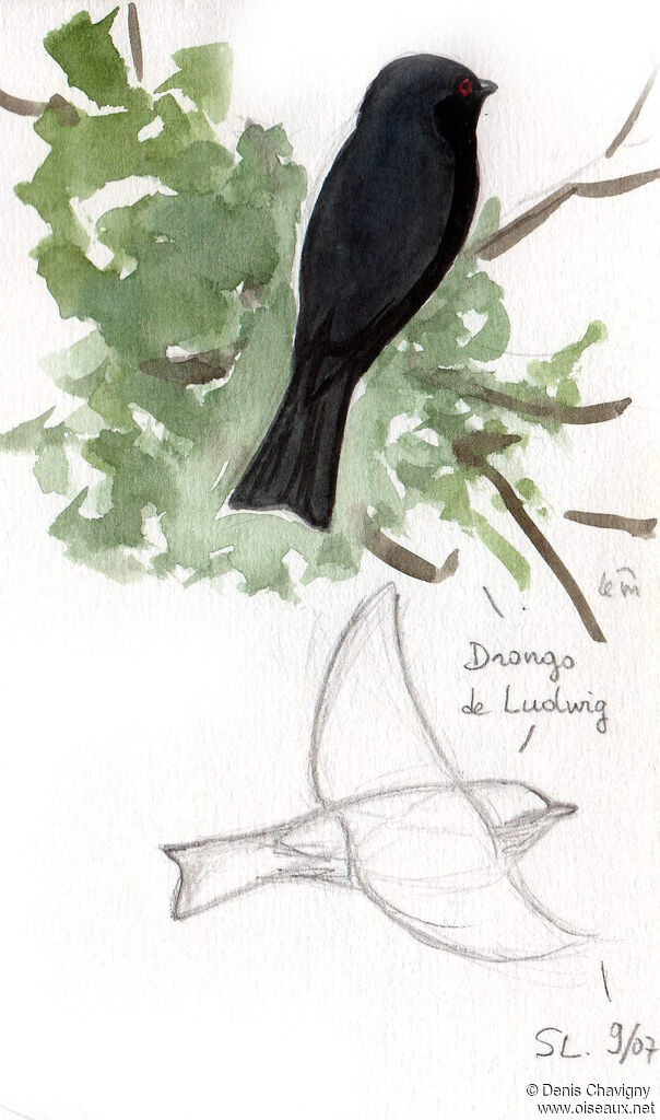 Square-tailed Drongo, identification