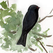 Square-tailed Drongo