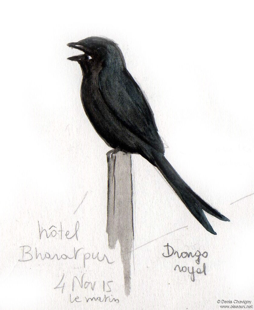 Drongo royaladulte, identification, chant