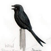 Drongo royal