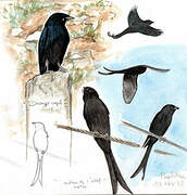 Black Drongo