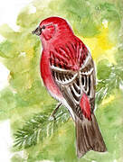 Pine Grosbeak