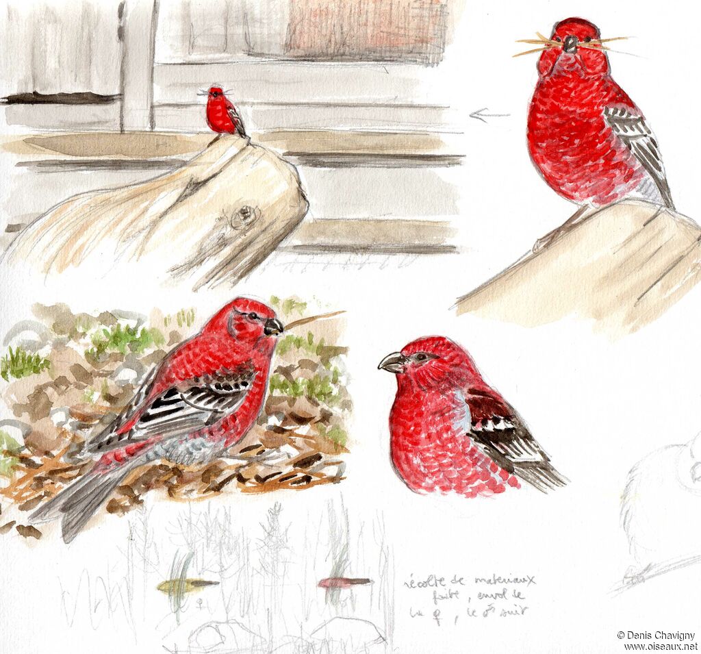 Pine Grosbeak male adult breeding, Reproduction-nesting