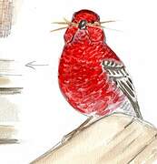 Pine Grosbeak