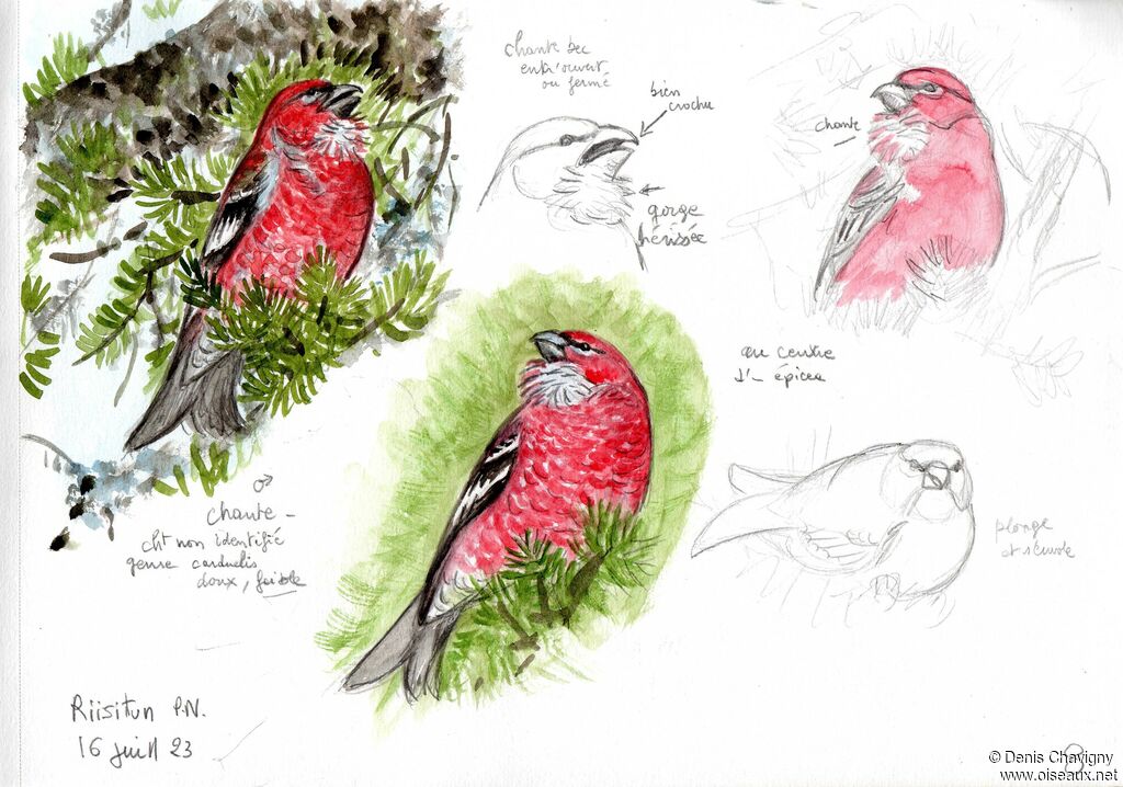 Pine Grosbeak male adult, song