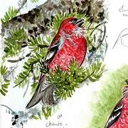 Pine Grosbeak