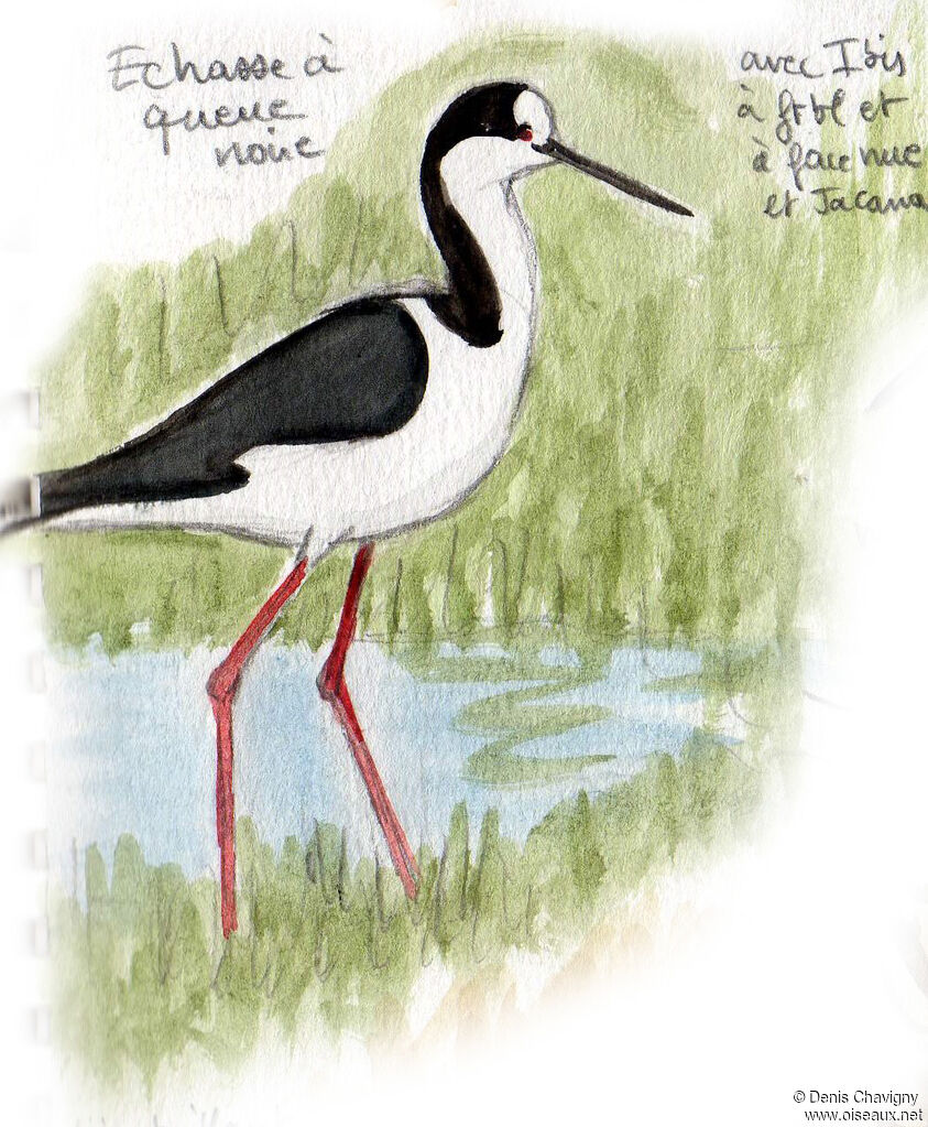 White-backed Stilt, identification