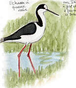 White-backed Stilt