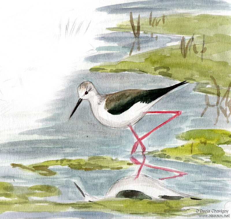 Black-winged Stilt female adult, identification