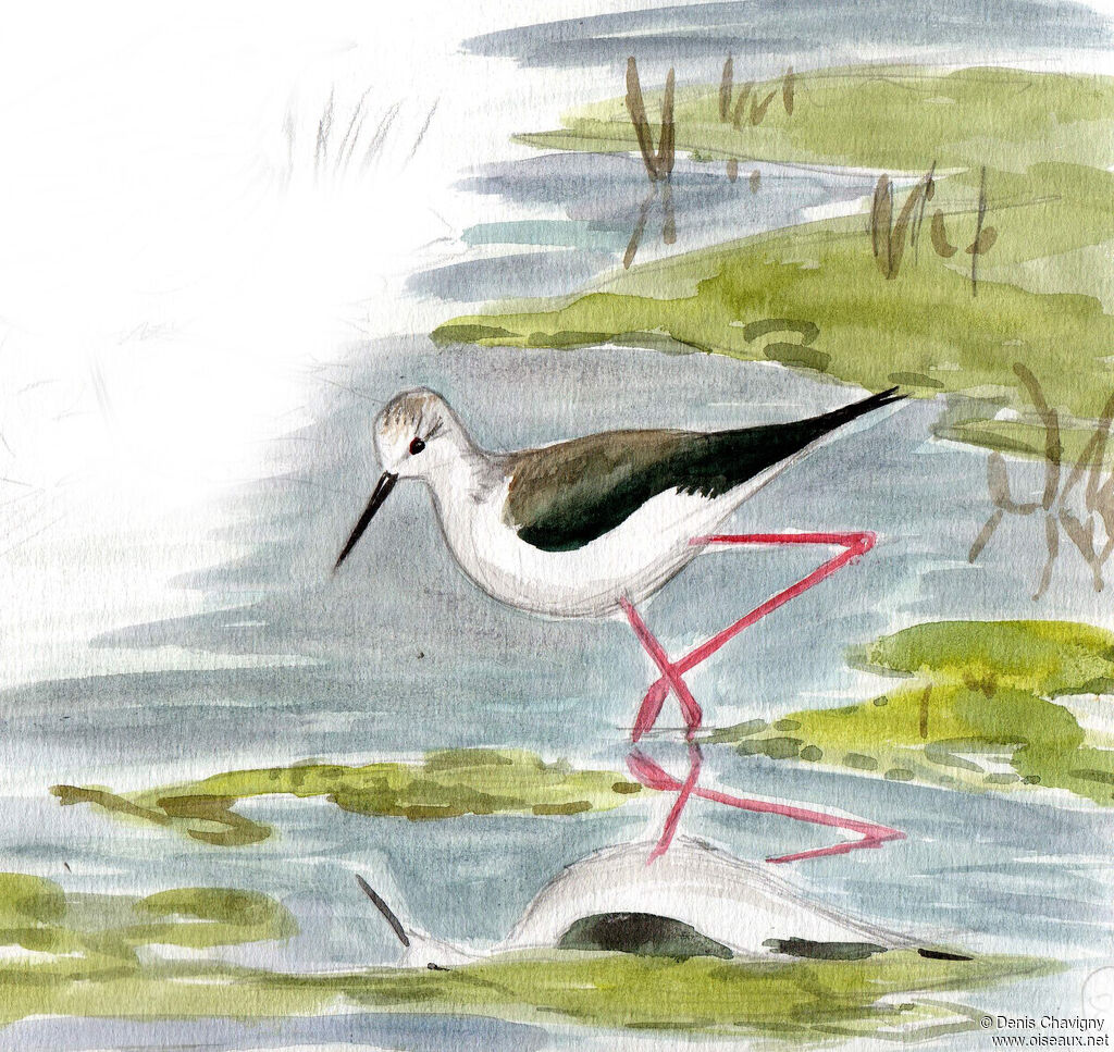 Black-winged Stilt female adult, identification