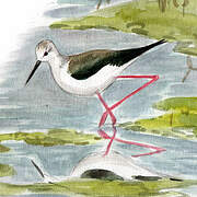 Black-winged Stilt