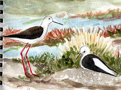 Black-winged Stilt