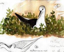 Black-winged Stilt