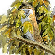 Western Barn Owl