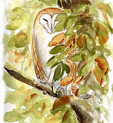 Western Barn Owl